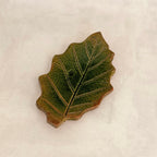 Leaf Decoration