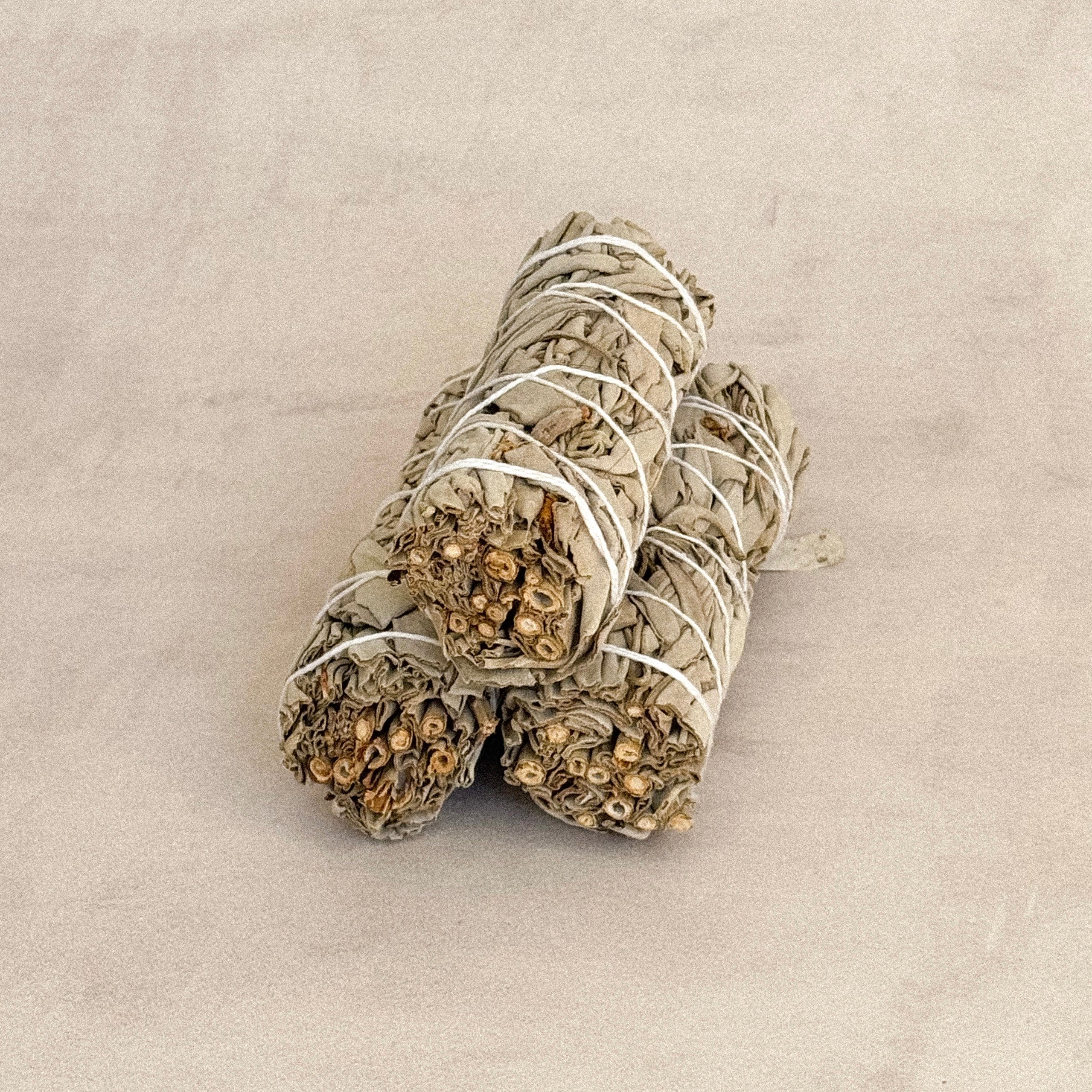 Salvia Amecac